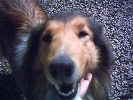 mon pitit chien