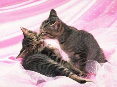 les chats