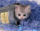chat
