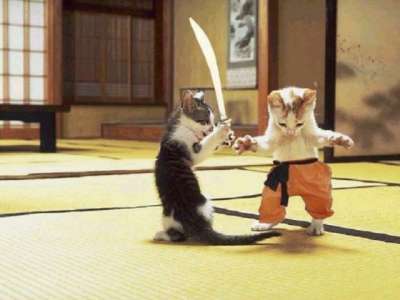 cats