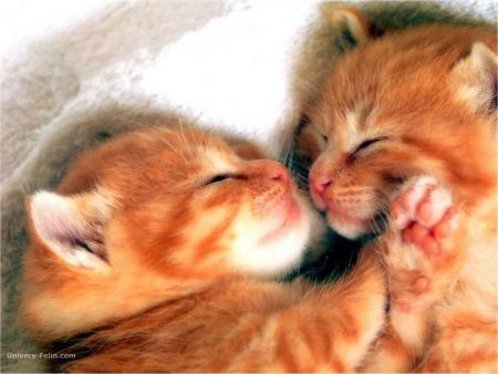 chat bisou